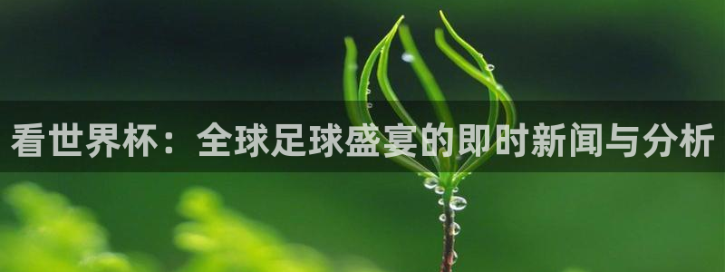  看世界杯：全球足球盛宴的即时新闻与分析