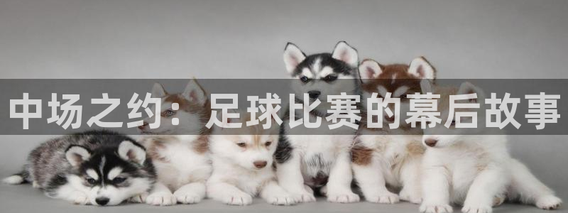 中场之约：足球比赛的幕后故事