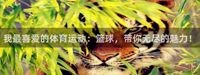 bbin视讯游戏官网：我最喜爱的体育运动：篮球，带你无尽的魅力！